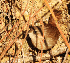 Troglodytes aedon aedon