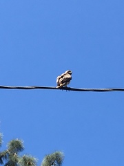 Buteo jamaicensis