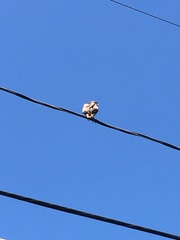 Buteo jamaicensis
