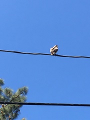 Buteo jamaicensis
