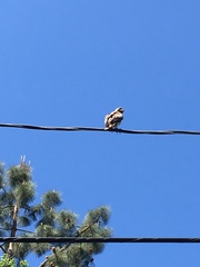 Buteo jamaicensis