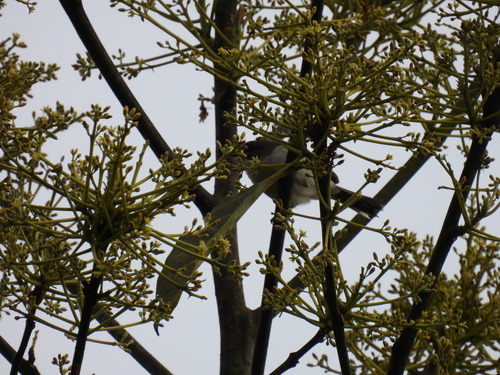 White-winged Warbler (Xenoligea montana), photo 2