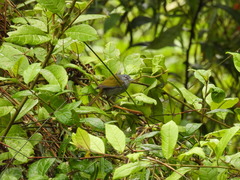 Microligea palustris