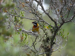 Spindalis dominicensis