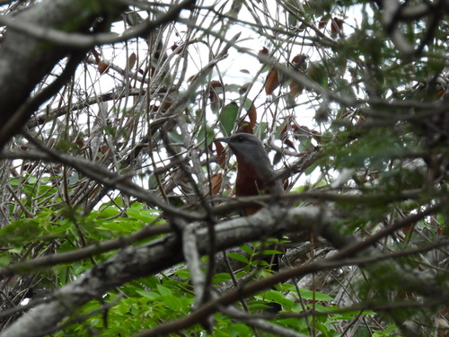 Bay-breasted Cuckoo (Coccyzus rufigularis), photo 7