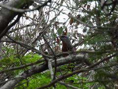 Coccyzus rufigularis