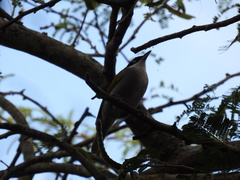 Phaenicophilus palmarum