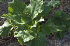Cardiocrinum cordatum