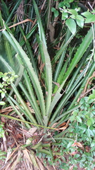 Ananas macrodontes