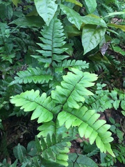 Adiantum latifolium