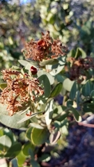 Arctostaphylos pringlei drupacea