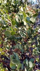 Arctostaphylos pringlei drupacea
