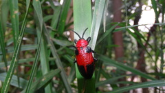 Coraliomela aeneoplagiata