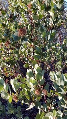 Arctostaphylos pringlei drupacea