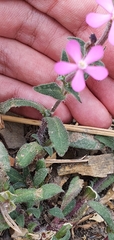 Silene pseudoatocion image