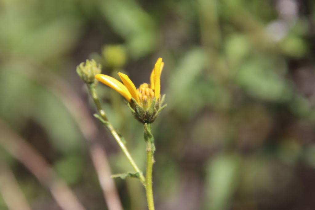 tornleaf-goldeneye-from-navajo-canyon-trail-san-diego-ca-92120-on