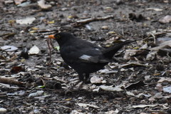 Turdus merula