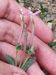 Silene pseudoatocion image