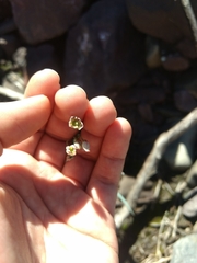 Nothoscordum nudicaule