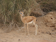 Gazella arabica