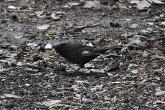 Turdus merula