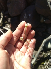 Nothoscordum nudicaule