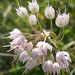 Allium cernuum - Photo (c) Jason Sturner,  זכויות יוצרים חלקיות (CC BY)