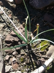 Nothoscordum nudicaule