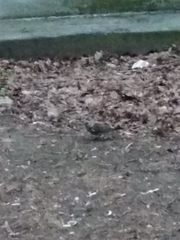 Turdus pilaris