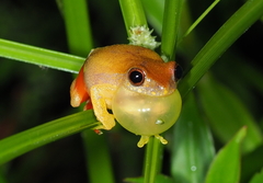 Dendropsophus bipunctatus