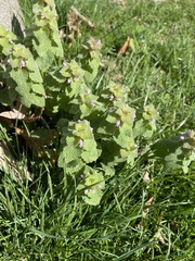 Lamium purpureum