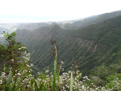 Boehmeria penduliflora