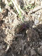 Carabus monilis
