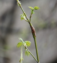 Proteoteras willingana