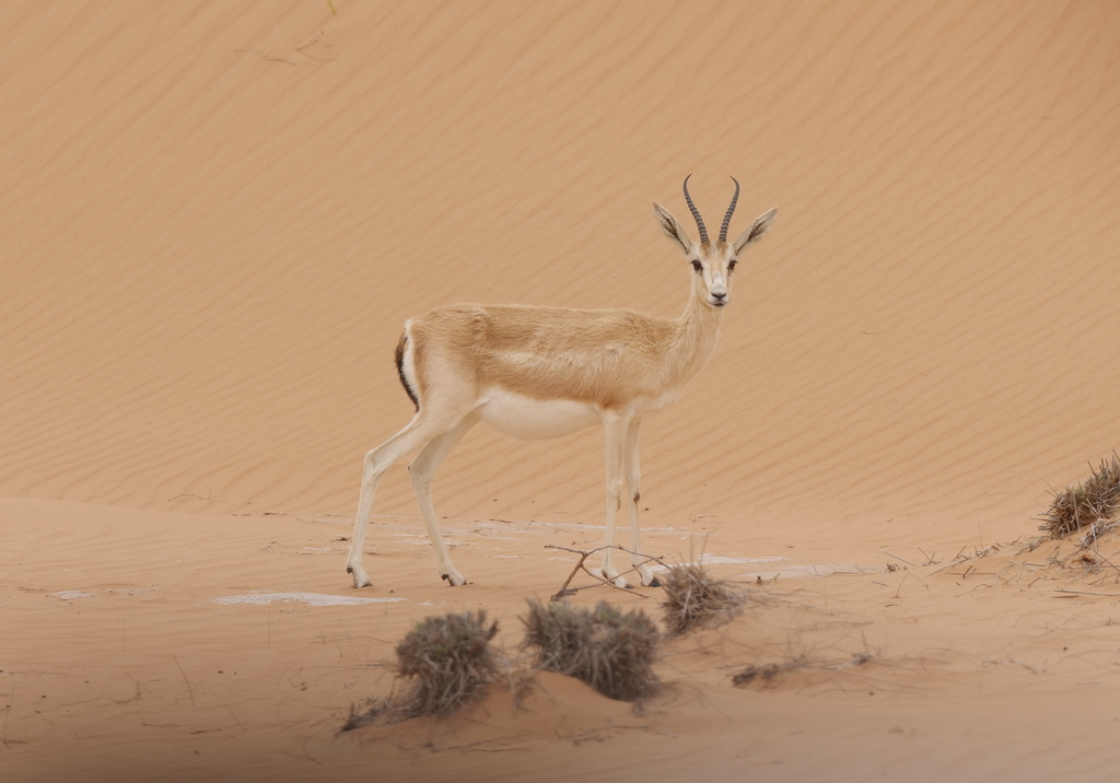 Sand Gazelle (Gazella marica) - Know Your Mammals