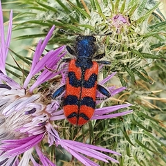 Trichodes umbellatarum