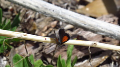 Pseudolucia charlotte