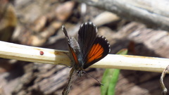 Pseudolucia charlotte