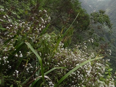 Boehmeria penduliflora