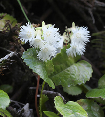 Schizocodon ilicifolius intercedens