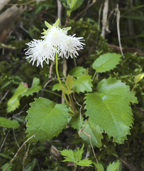 Schizocodon ilicifolius intercedens