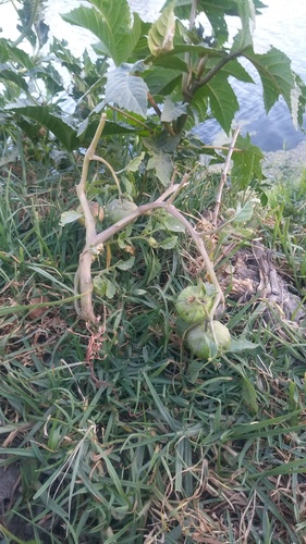 Physalis ixocarpa iNat (3)