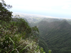 Boehmeria penduliflora