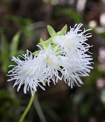 Schizocodon ilicifolius intercedens