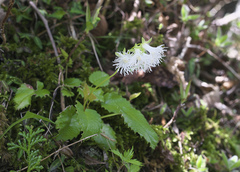Schizocodon ilicifolius intercedens