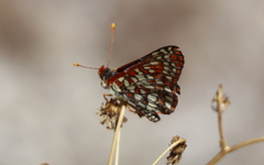 Euphydryas chalcedona hennei