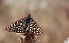 Euphydryas chalcedona hennei