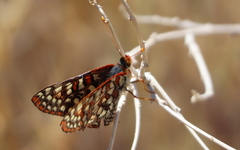 Euphydryas chalcedona hennei