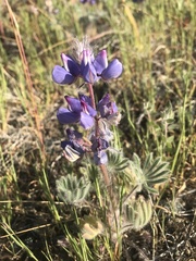 Lupinus spectabilis