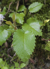 Schizocodon ilicifolius intercedens